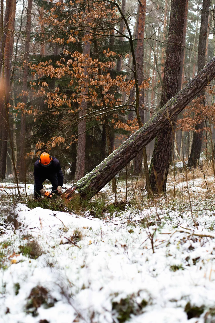 Arboristi tekee puun hoitoleikkausta köysitekniikalla Helsingissä