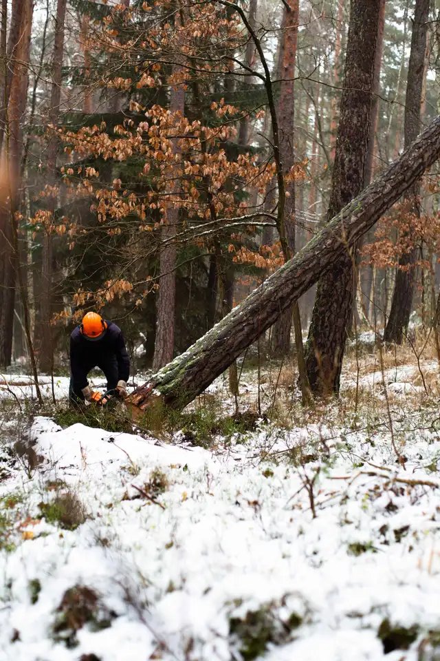 Puiden hoitoleikkaus ja puunhoito palvelut - Ammattitaitoinen arboristi Helsinki